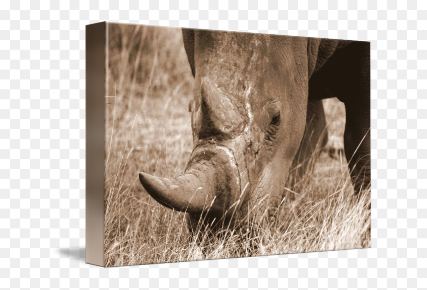 White Rhinoceros, HD Png Download - rhinoceros png