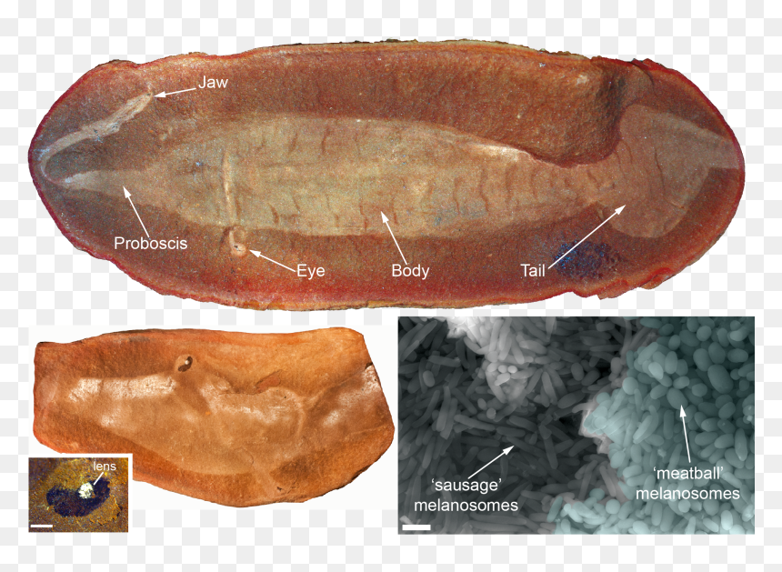 300 Million Years Fossil, HD Png Download - monster eyes png