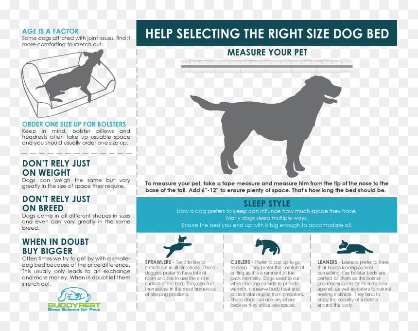 Companion Dog, HD Png Download - dog bed png