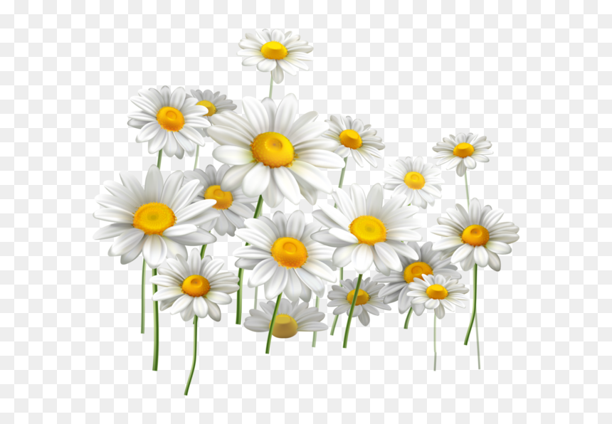 Daisies And Blue Sky, HD Png Download - daisy clipart png