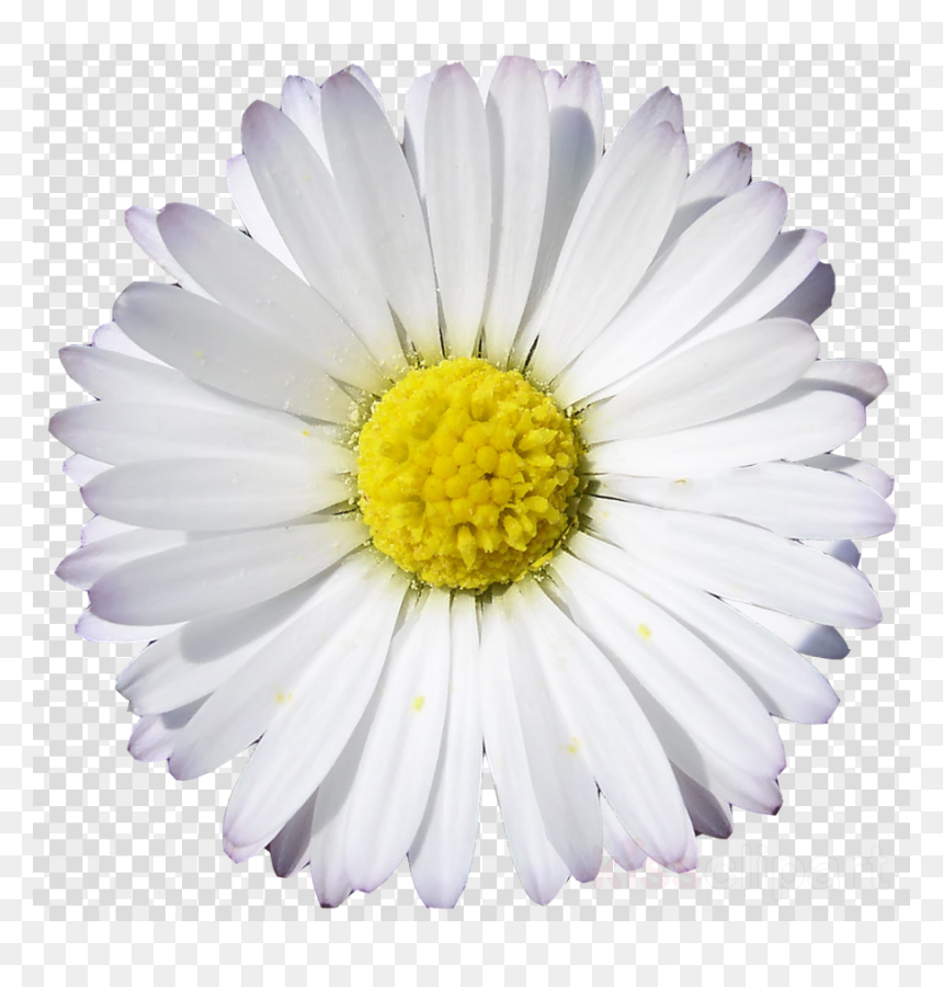 Map Of Germany Transparent, HD Png Download - white flower clipart png