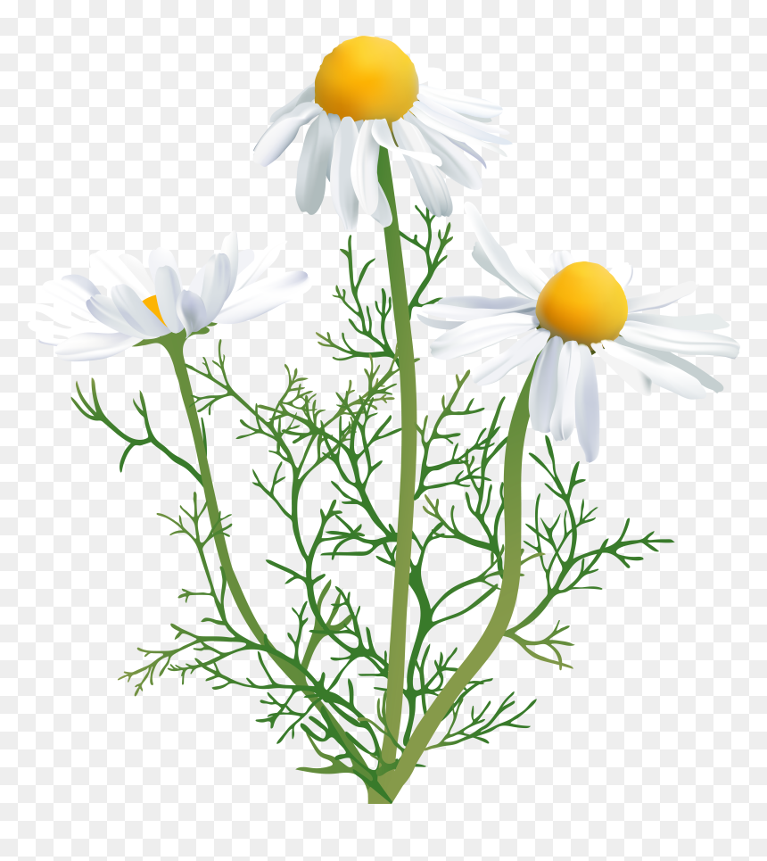 Daisy Clipart Png, Transparent Png - daisy clipart png