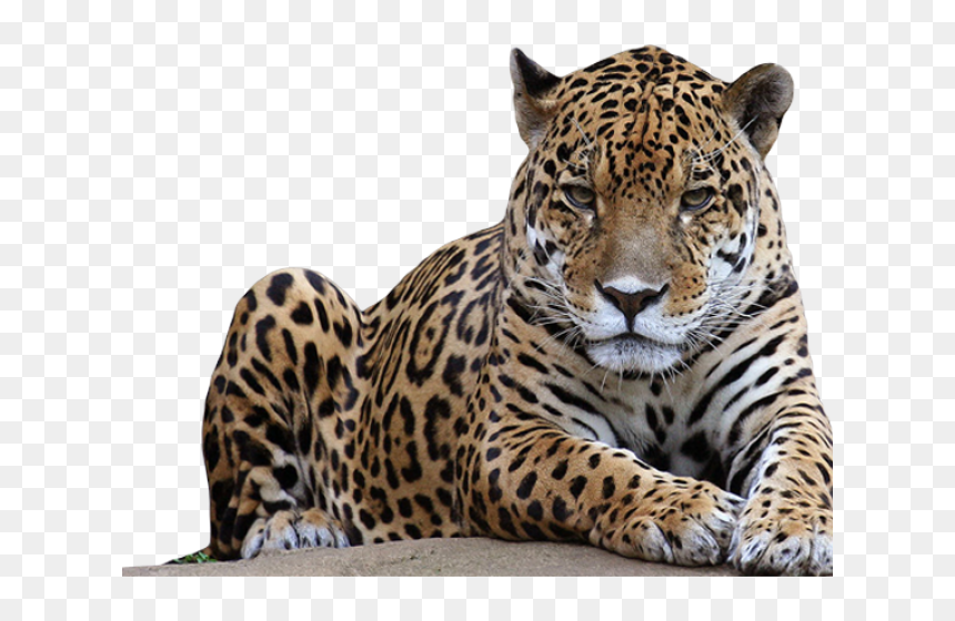 Jaguar On A Rock, HD Png Download - humans png