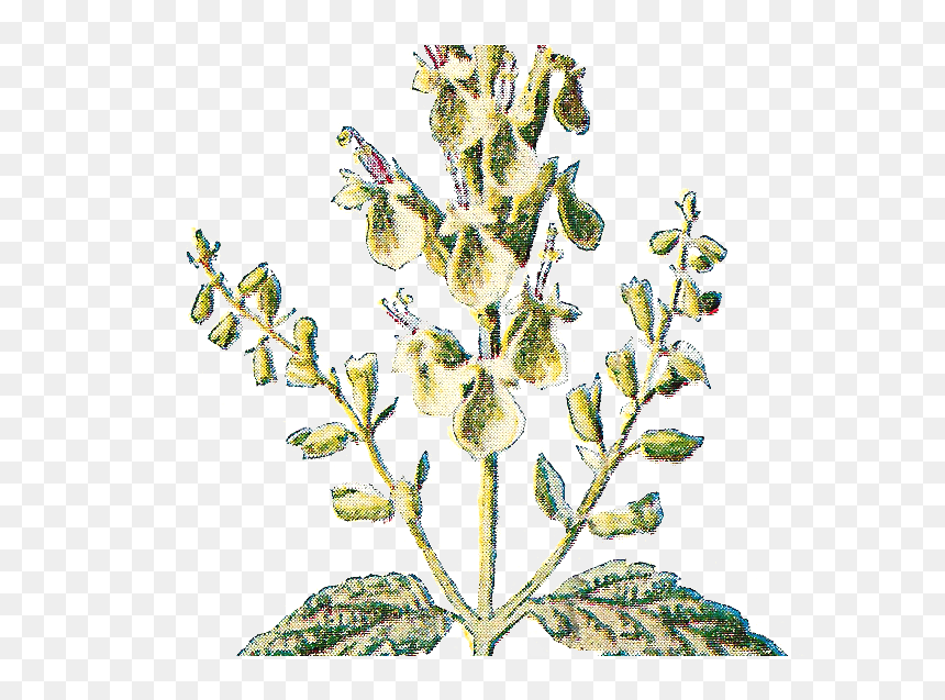 Free Vintage Botanical, HD Png Download - rustic flower png