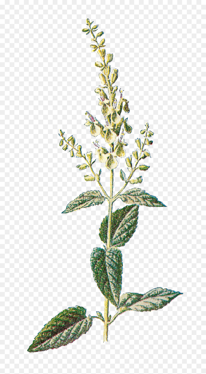 Free Vintage Botanical Printables, HD Png Download - rustic flower png