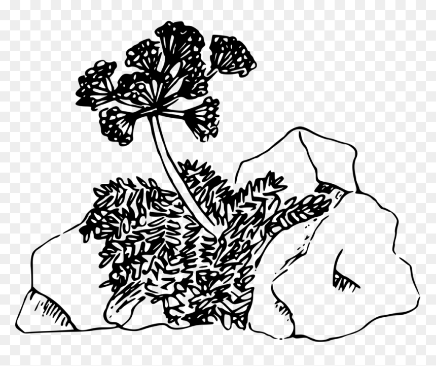 Desert Plants Line Art, HD Png Download - desert plants png