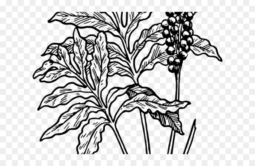 Fern Clip Art, HD Png Download - desert plants png