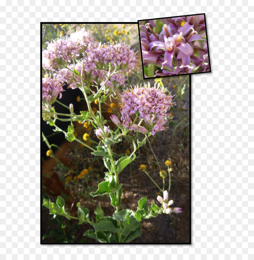 Lily Family, HD Png Download - desert plants png