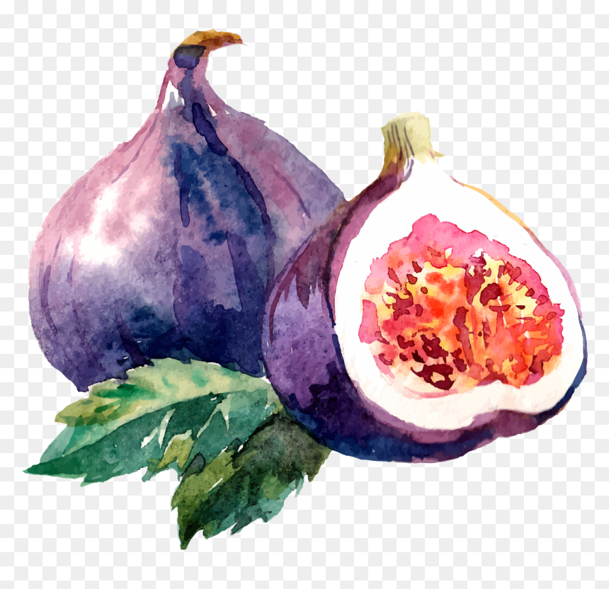 Fig Watercolor Png, Transparent Png - desert plants png