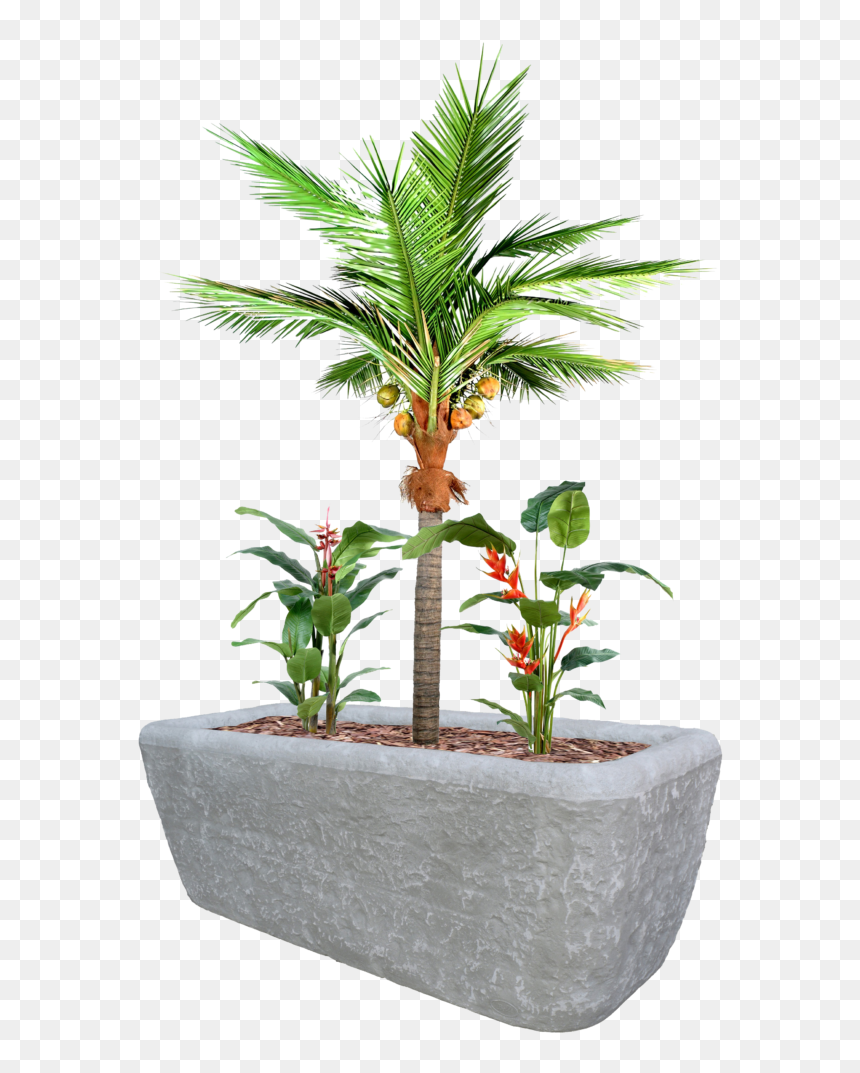 Coco Plante, HD Png Download - desert plants png