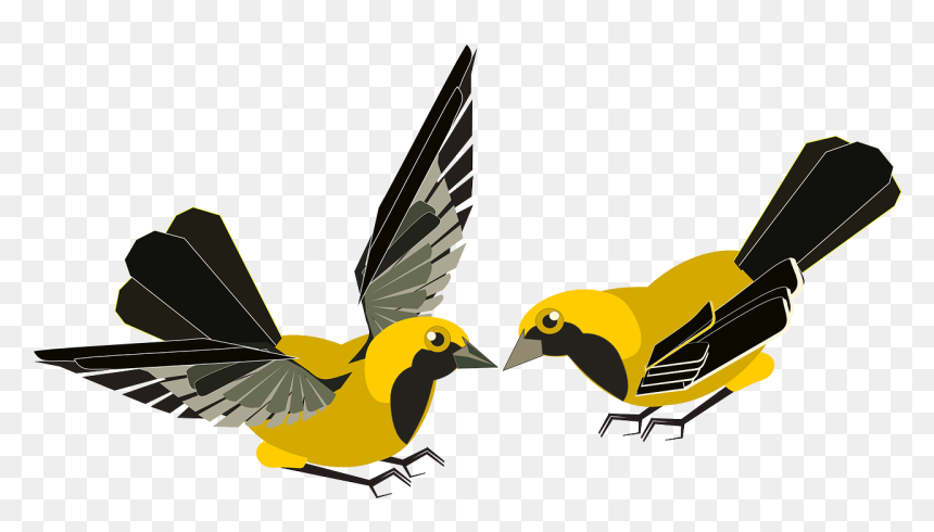 Animales Con Amarillo Y Negro, HD Png Download - aves png