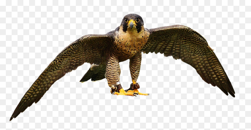 Falcon, Wing, Bird Of Prey, Animal - Aves De Rapiña Png, Transparent Png - aves png