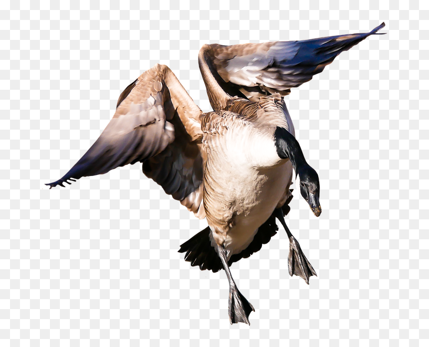Animal, Goose, Poultry, Greylag Goose, Fly, Wing, Png - Ptaki Dla Dzieci, Transparent Png - aves png