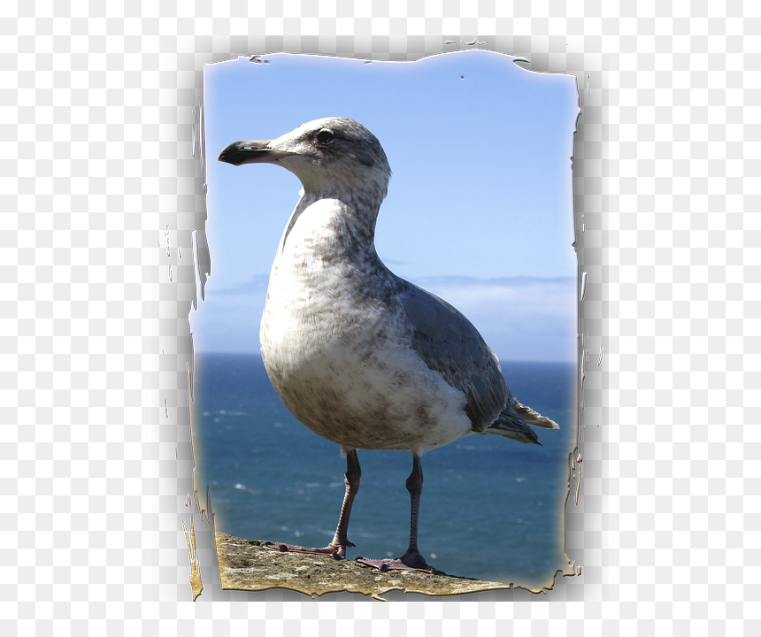 Imagenes De Animales Del Oceano Pacifico, HD Png Download - aves png