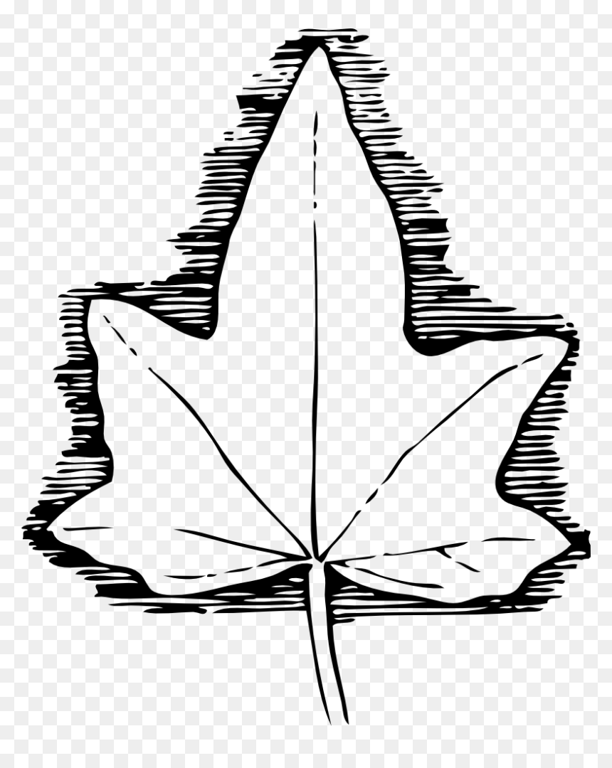 Ivy Leaf Template, HD Png Download - ivy leaf png