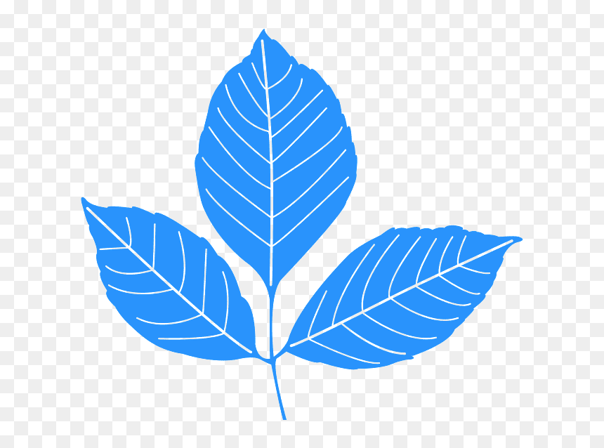 Illustration, HD Png Download - ivy leaf png