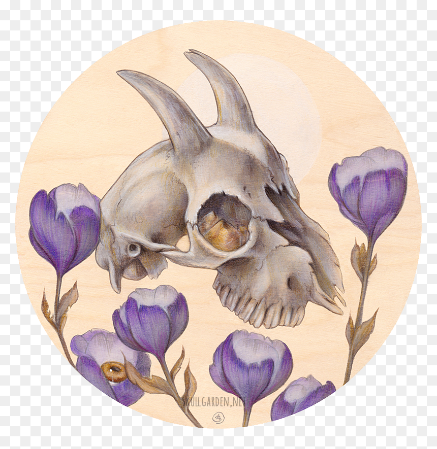 Skull, HD Png Download - goat skull png