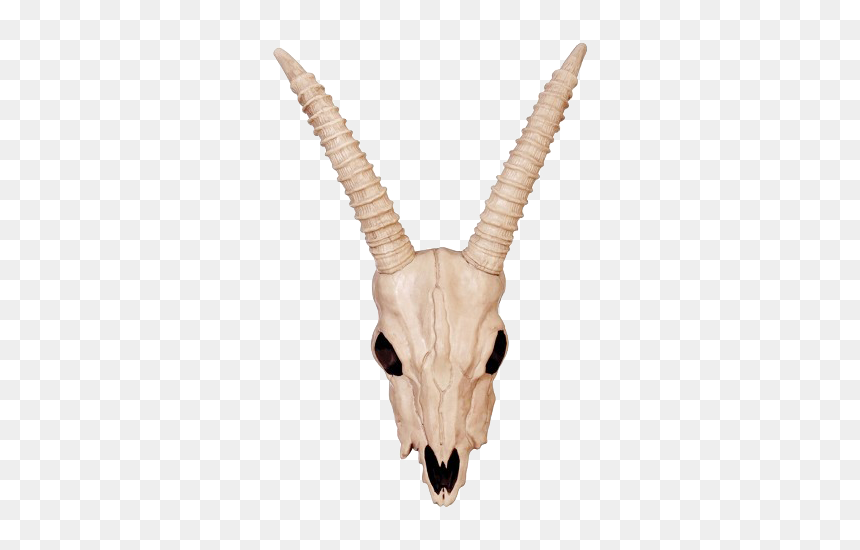 Gazelle Skull, HD Png Download - goat skull png