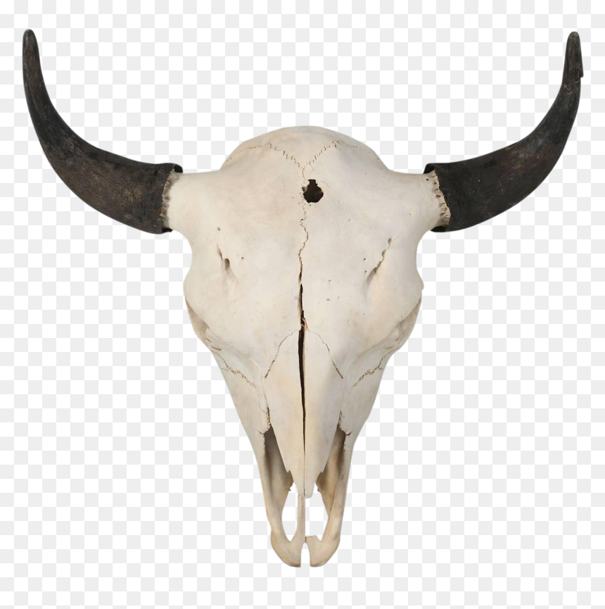 Buffalo Skull, HD Png Download - goat skull png