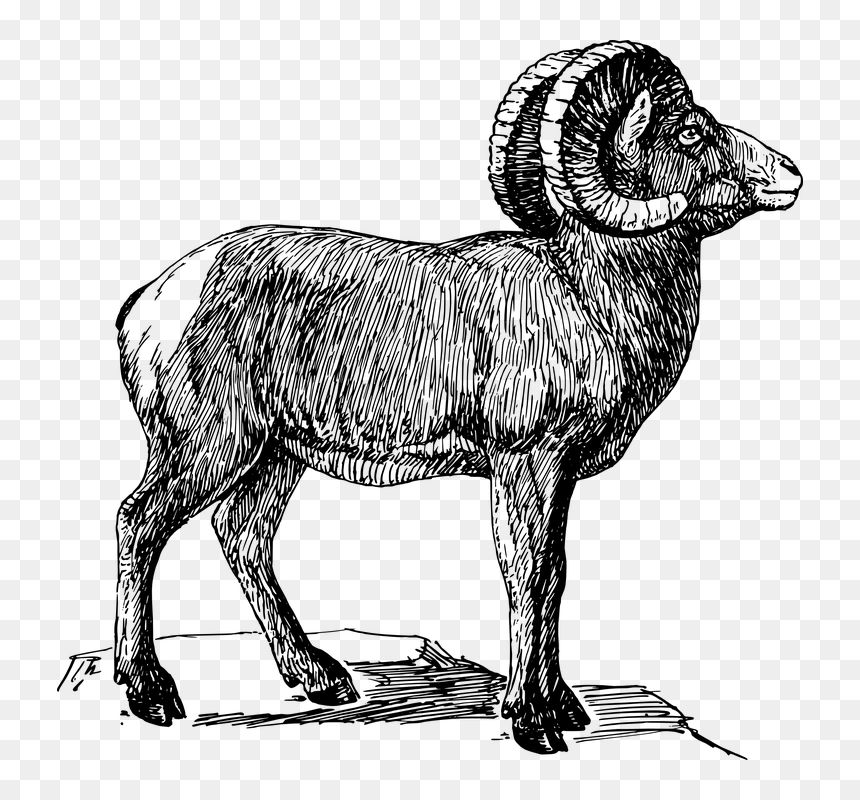 Desert Bighorn Sheep Clipart, HD Png Download - goat skull png