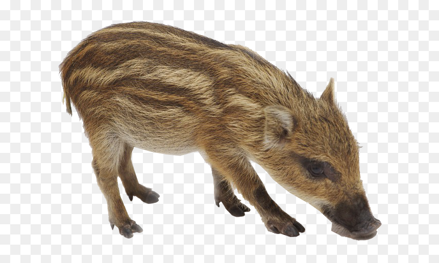 Wild Boar, HD Png Download - grimace png