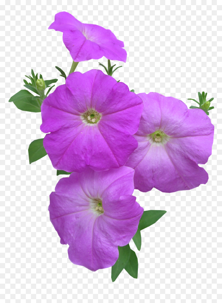Petunia Summer Flowers, HD Png Download - petunia png