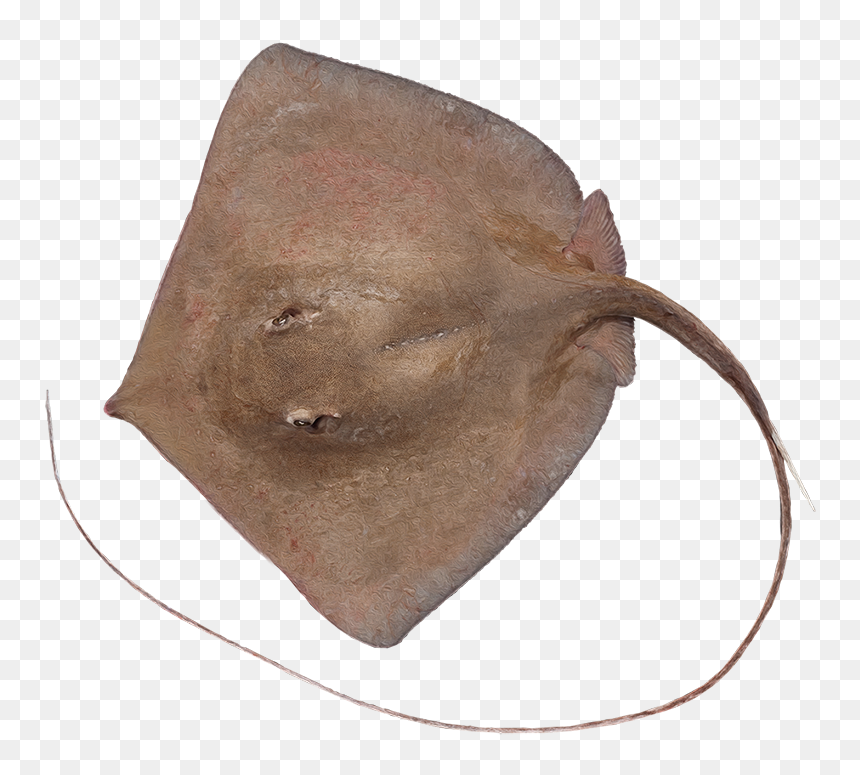 Freshwater Whipray, HD Png Download - bandera mexicana png