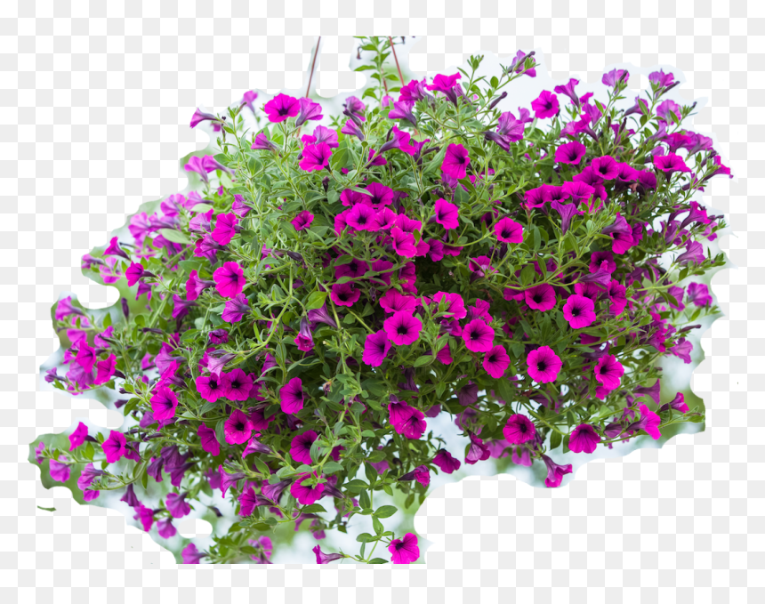 Hanging Flowers In Transparent Background, HD Png Download - petunia png