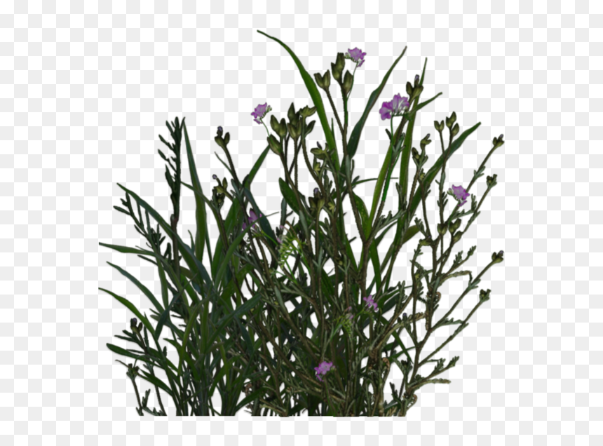 Pond Plants Png, Transparent Png - petunia png