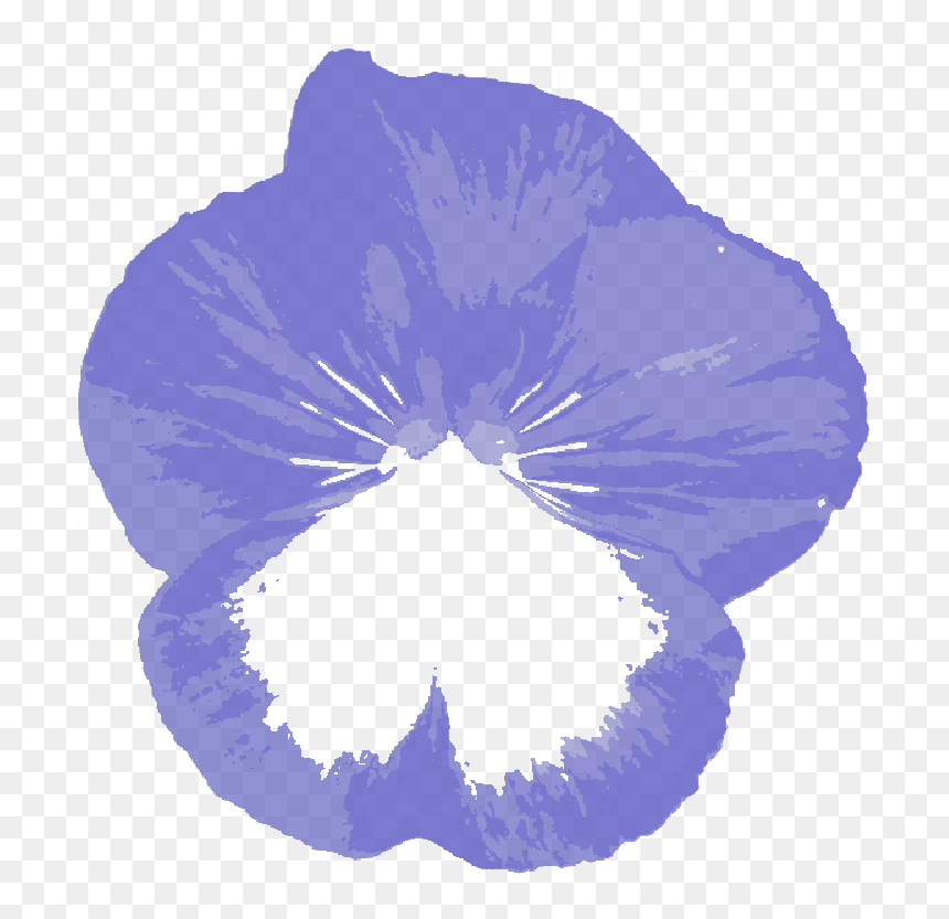 Morning Glory, HD Png Download - petunia png
