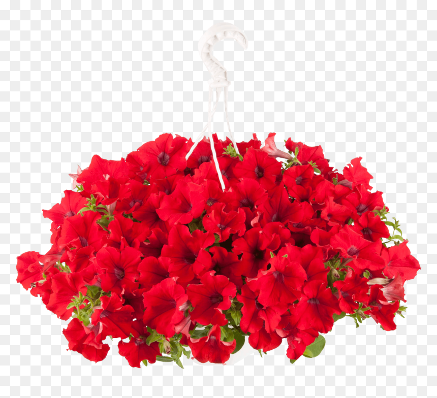Petunia Surfinia Trailing Red, HD Png Download - petunia png