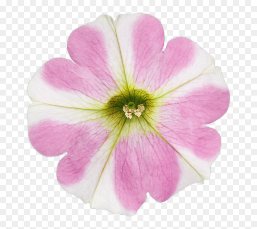 Petunia, HD Png Download - petunia png