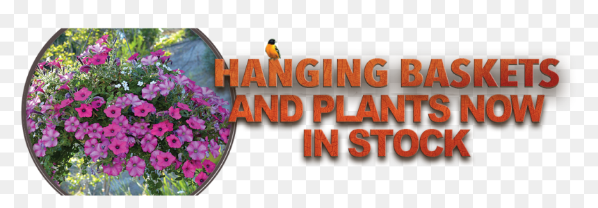 Petunia, HD Png Download - petunia png