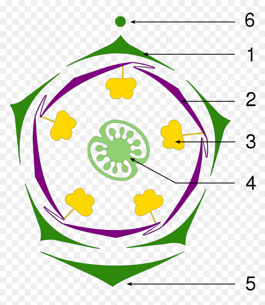 Floral Diagram Of Petunia, HD Png Download - petunia png