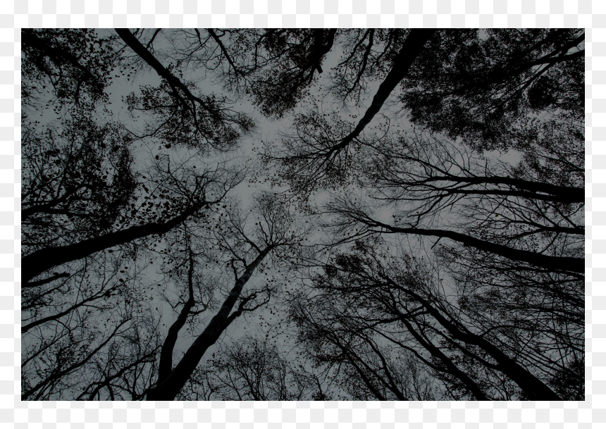 Branches Photography, HD Png Download - winter is coming png