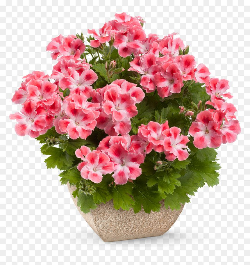 Pelargonium Grandiflorum Bermuda, HD Png Download - petunia png