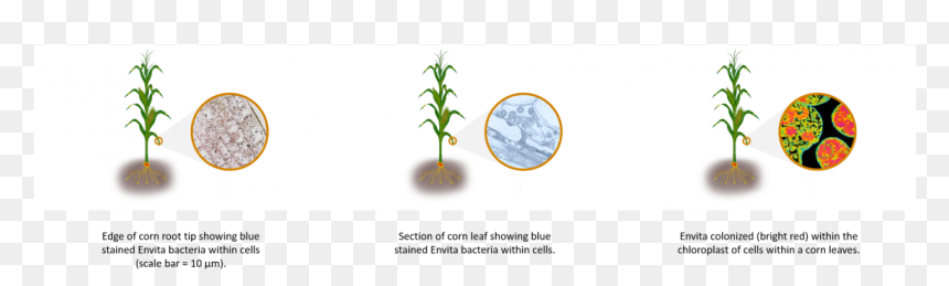Tree, HD Png Download - corn plant png