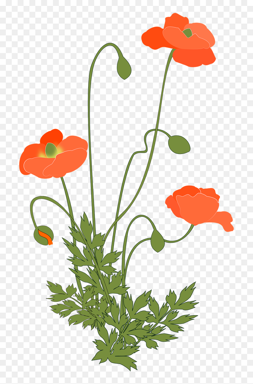 Poppy Plant Png, Transparent Png - corn plant png