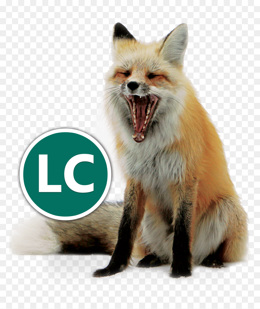 Fox, HD Png Download - fox icon png