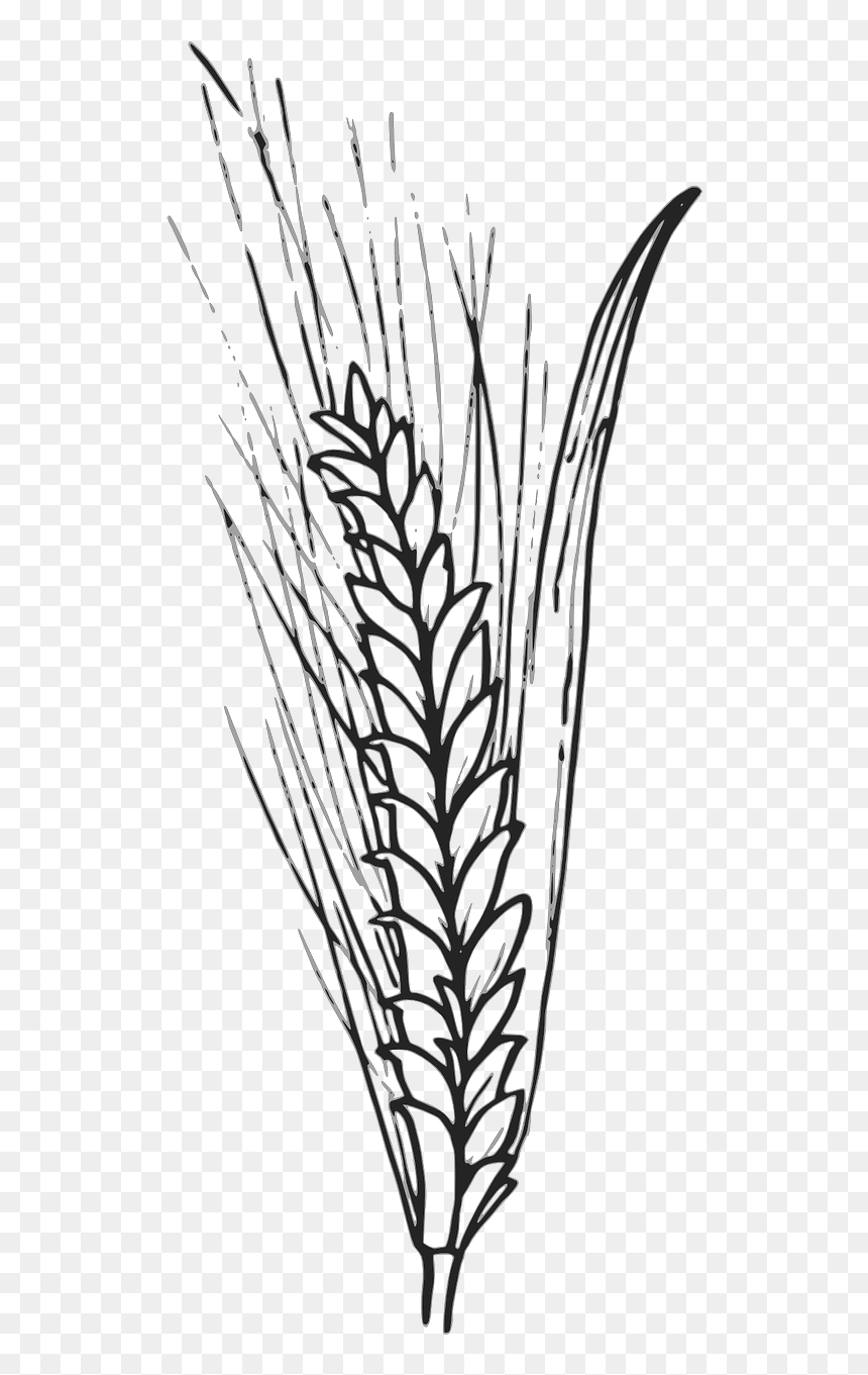 Wheat Outline, HD Png Download - corn plant png