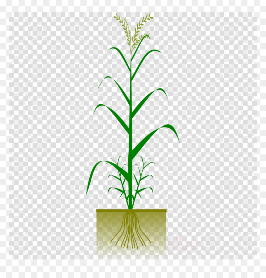 De Cole Sprouse Stickers, HD Png Download - corn plant png