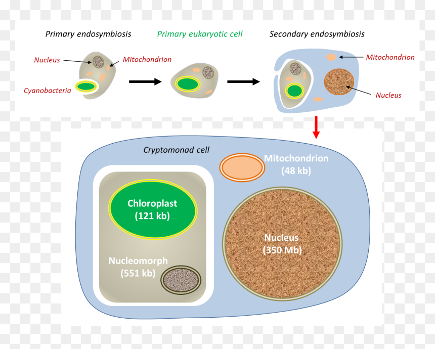 Cellule Eucaryote Chloroplaste, HD Png Download - chloroplast png