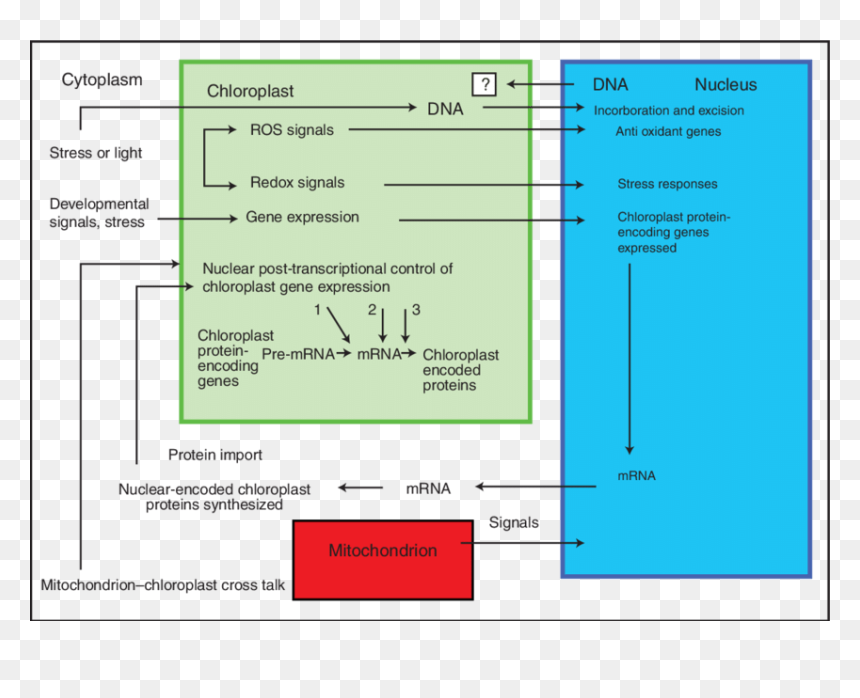 Screenshot, HD Png Download - chloroplast png