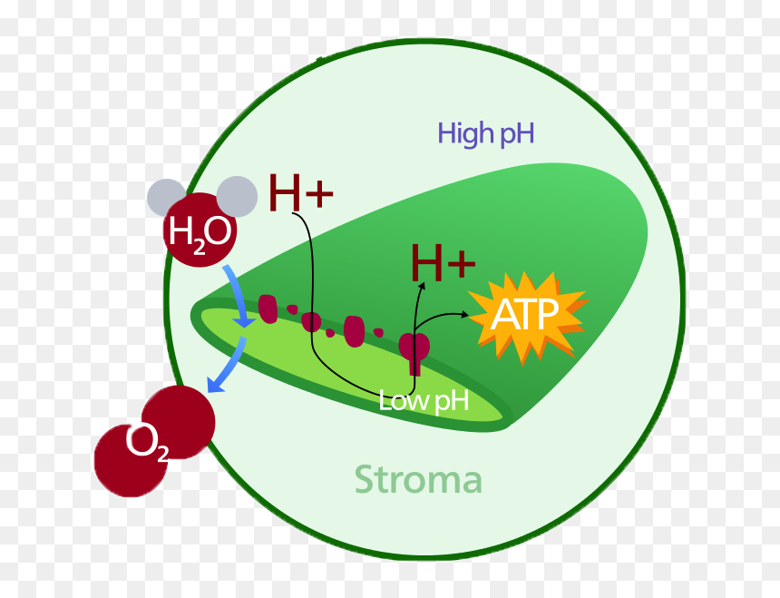 Chloroplast Dna Diagram, HD Png Download - chloroplast png