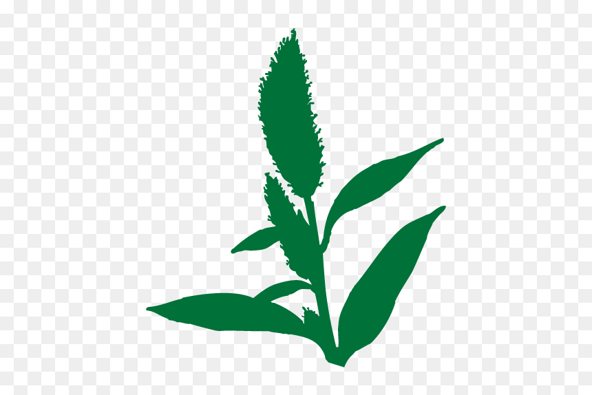 Illustration, HD Png Download - corn plant png