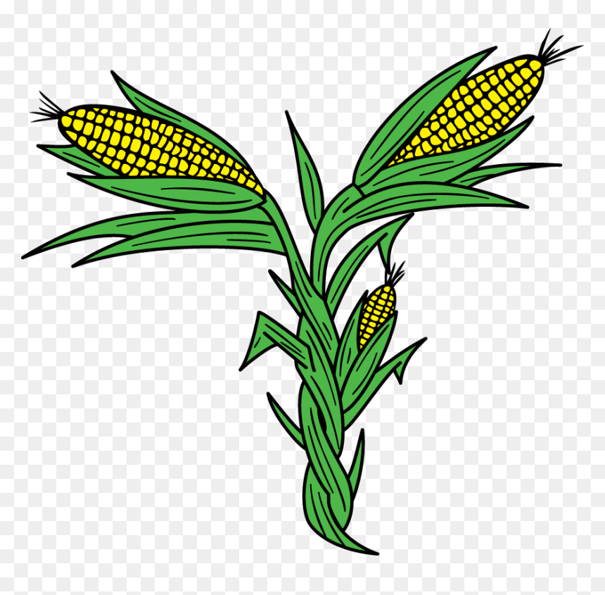 Clip Art, HD Png Download - corn plant png