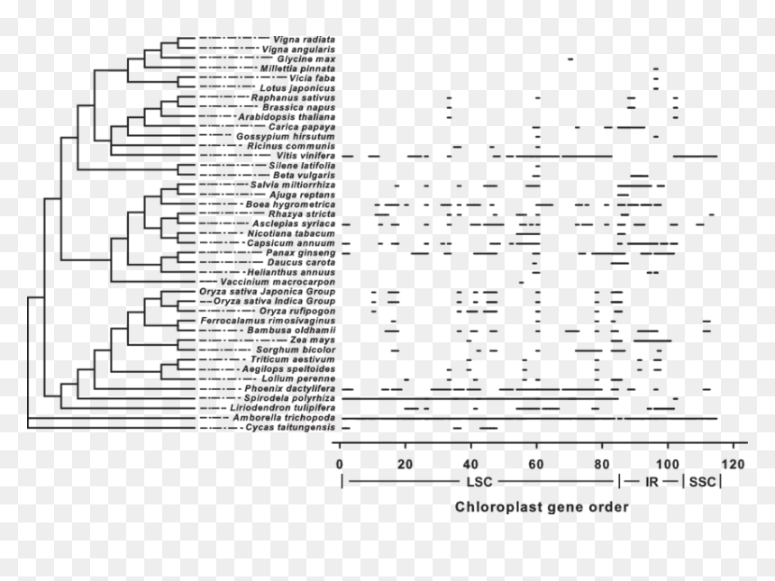 Document, HD Png Download - chloroplast png