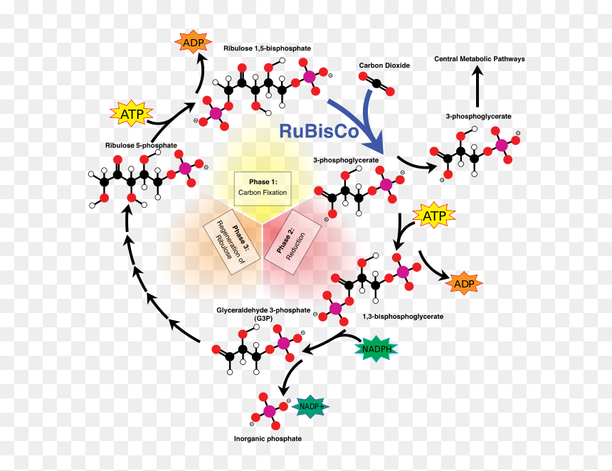 Calvin Cycle, HD Png Download - chloroplast png