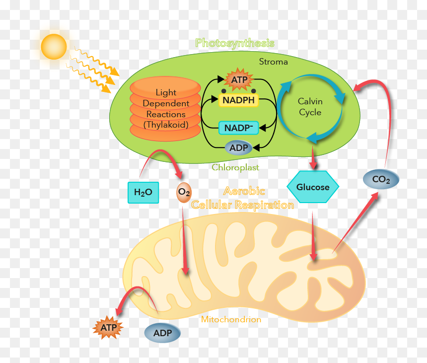 Diagram, HD Png Download - chloroplast png