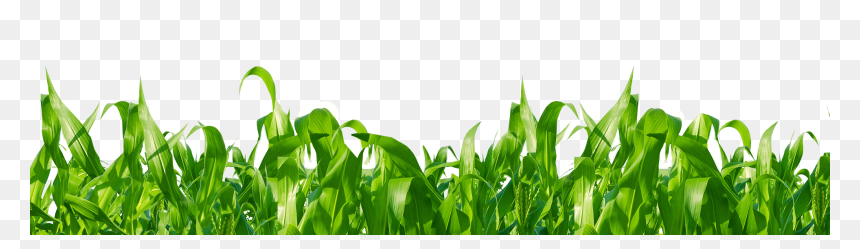 Leaf And Flower Png, Transparent Png - corn plant png